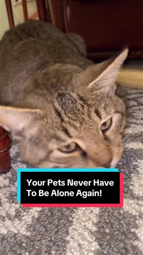 Revolutionize Your Pet's Day with the PickFun Smart Pet Robot!