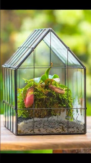 short tutorial: build an easy carnivorous plant moss terrarium #carnivorousplants #nepenthes