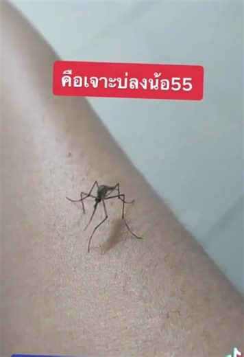 เจาะบ่ลง🤣🤣🤣 #ฮาๆ