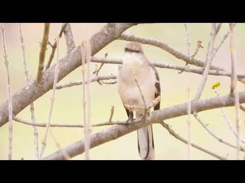 Night-Singing Mockingbird: Nature’s Master Mimic