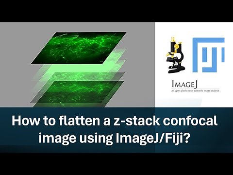 Part-2: How to flatten a z-stack confocal image using ImageJ/Fiji?