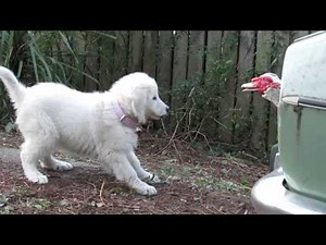 Maremma Sheepdog puppy playing with ducks