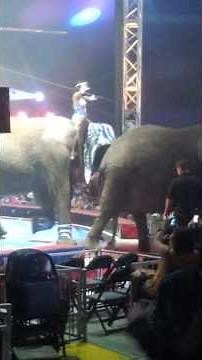 Elephants at Universoul Circus