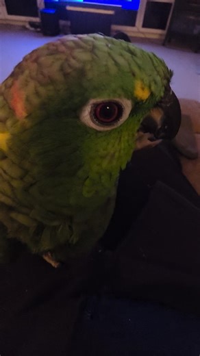 My Mealy Amazon Parrot Baby #parrot #amazonparrot #bestfriend