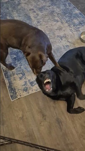 Abby doing what she does best! #puppy #retreiver #dog #labrador #labradorretriever