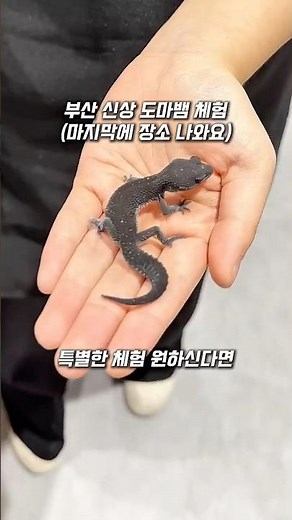 부산 신상 도마뱀 체험 파충류 카페 Korea Travel Busan New Lizard Experience
