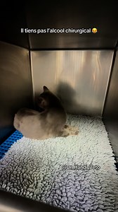 Petit chat au réveil d’une légère anesthésie de détartrage 😅😅 #dr_handi_veto #veterinaire #chat #vet | Docteeur Handi Dahmana