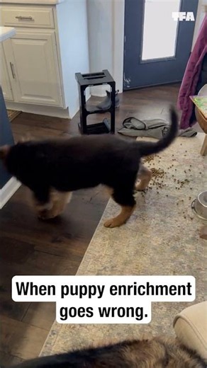 When Puppy Enrichment Goes Hilariously Wrong #dogs #shorts #funny #relatable