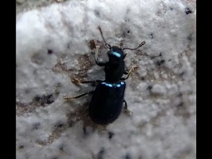 Korynetes caeruleus - Buntkäfer / Checkered Beetle