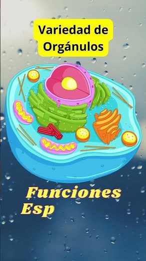 🔴 How does the CYTOPLASM WORK in the CELL?
