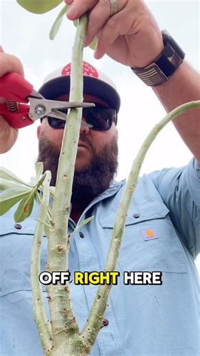 10K views · 304 reactions | Why You Should Prune Your Desert Rose! | Texas Garden Guy | Facebook