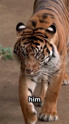 Sumatran Tiger vs Jaguar: The Boxer vs The Wrestler!