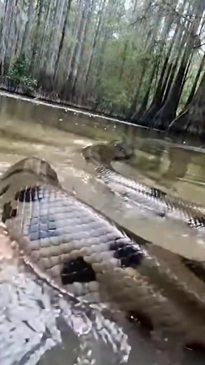 1K views | A heart-stopping encounter unfolds when a massive anaconda suddenly emerges from the murky river and strikes without warning. Chaos erupts as its powerful body coils tightly, dragging the victim toward the water. Will he survive and break free from the deadly grip? Watch the intense moment that will leave you breathless. #snake #annaconda #attack #wildlife | beast and furious | Facebook