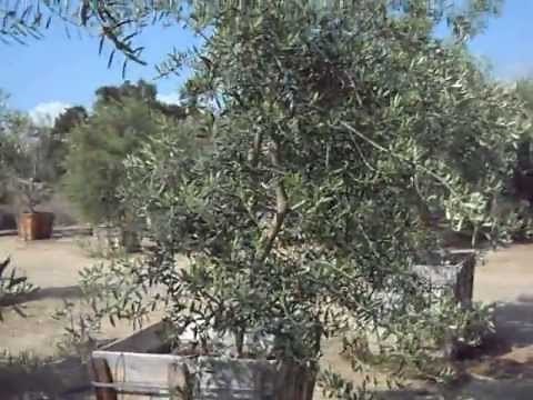 Swan Hill Fruitless Olive & Wilsonii Fruitlerss Olive Trees In 36" Boxes