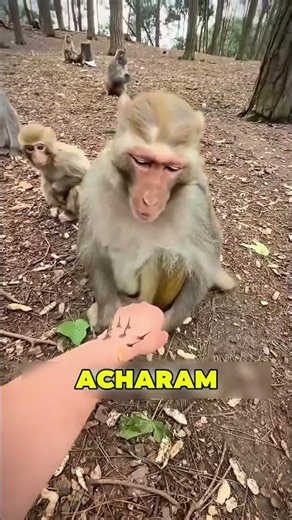Nenhum Macaco Queria Ajudar Essa Menina 😱❤️🍌
