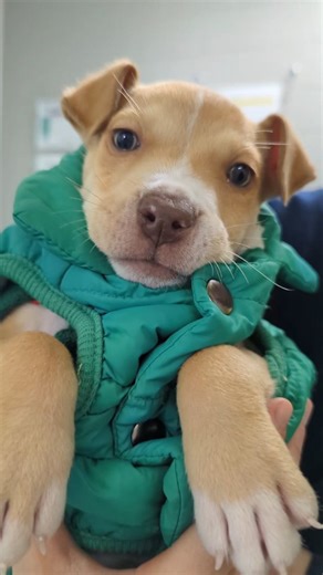 8.7K views · 8.7K reactions | Gibby is ready for sweater weather.  This handsome 7-week-old pitbull puppy was found outside in the streets of Pontiac. Now he's warm and safe at MARL, along with dozens of other dogs currently living at our shelter. Gibby will be available for adoption soon! In the meantime, check out our website for the full list of MARL's adoptable pets.  #marl #animalshelter #rescuedog #pitbull #puppy #adoptdontshop | Michigan Animal Rescue League | Facebook