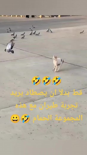 KONOUZ.TV sur TikTok