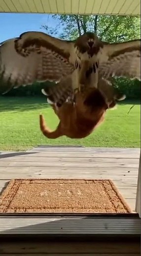 Hero Cat vs Diving Hawk — Last-Second Escape on the Front Lawn #Shorts