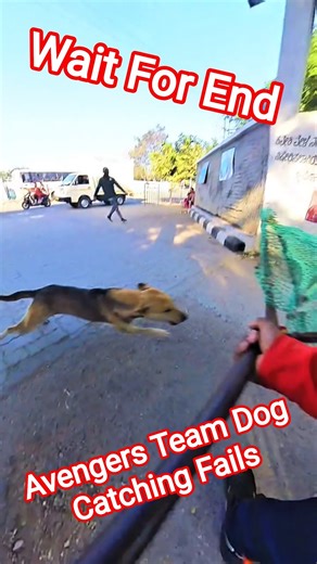 Avenger Team Dog Catching Fails 🤣#fail #dog #ytshorts #streetdogrevival #pets