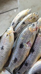 La buena pesca | Pesca diversión y locura