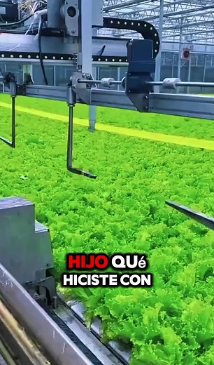 Aprende a cultivar hidroponia en tu casa o en tu jardinería 🌱 #hidroponia #hidroponik #agriculture #sistemahidroponico #huerto #huertoorganico #jardineria #clasesgratis