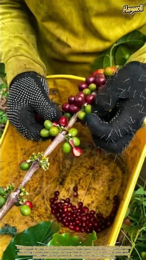Selective Harvesting Process of Ripe Coffee Beans