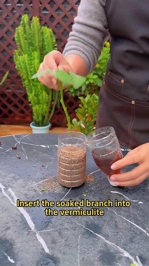 1.6K views · 16 reactions | Gardening tips on Reels | Facebook