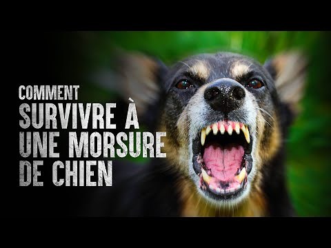 Comment survivre à une morsure de chien