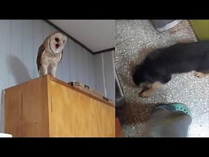 Scared Pet Owl Freaks Out Over Puppy