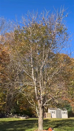 1.2K views · 11 reactions | We’ll get it done faster than you can say “best tree service ever!!” ;) #treeservice #stanleytree #treecompany #treeclimber #treeremoval #arborist #RhodeIsland #newengland | Stanley Tree Service, Inc. | Facebook