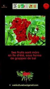 74 SORBIER des Oiseleurs 1.6 Identification