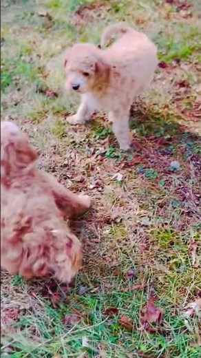 CavaDoodle and Cavapoo Puppies Playing- Ohio Doodle Breeder