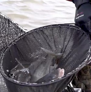 196 reactions · 21 shares | Walleye are one of North Dakota's most popular game fish. Find out how walleye populations in Devils Lake, Lake Sakakawea, Lake Oahe and the Missouri River are faring going into the 2023 open water fishing season in this North Dakota Outdoors webcast. | North Dakota Game and Fish Department | Facebook