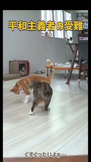 平和主義者の受難 #Shorts #猫 #アフレコ