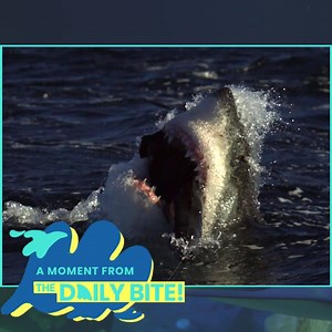 66K views · 148 reactions | Shark breaches & opera music go together...