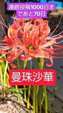 「今夜21時LIVEでお会いしましょう」土曜日21時〜(曼珠沙華/藤あや子)