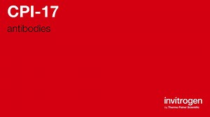 CPI-17 antibodies from Thermo Fisher Scientific