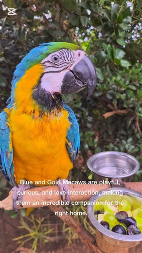 🦜 Meet the Blue & Gold Macaw — intelligent, bold, and full of personality. A truly striking companion when given the right care and attention 💙💛 #BlueAndGoldMacaw #ParrotLife #BirdLovers #EthicalPetCare #SandownPetCentre | Sandown Pet Centre