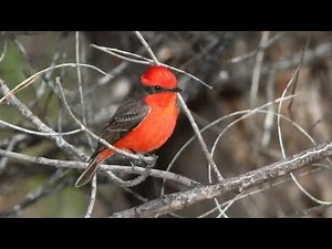 Vermilion Flycatcher Sound Video: Bird Calls Bird Songs Western North America Nature Sound Effects
