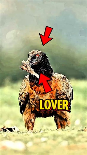 Top 3 Most Romantic Animals❤️ Nature’s True LoveStories #valentinesday #loveinnature #AnimalCouples