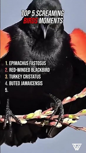 Top 5 Screaming Birds Moments 😱🦜