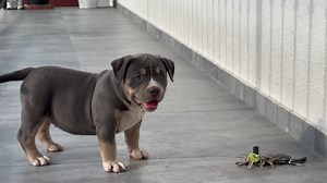 13 reactions | The Adventures of a Small Pitbull | PittBulls | Facebook