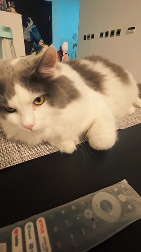 Loki's October Moments #Loki #cute #viralreelsシ #highlightseveryone #highlights #fypシ | Hello Loki