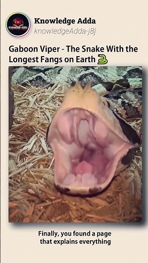 🩸 The Snake With 2-Inch Fangs 😳 | The Deadly Gaboon Viper Explained!