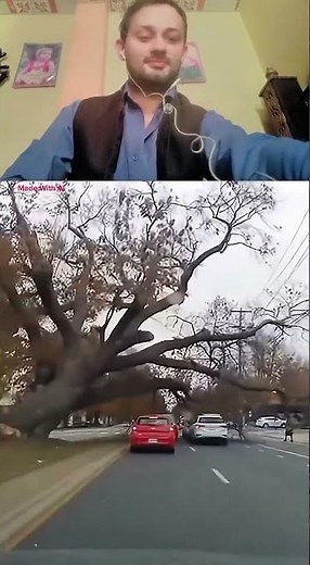 Massive Tree Falls on Busy Road | Drivers Narrowly Escape Disaster #viral