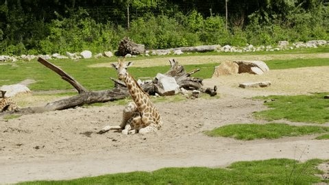 clip-4104417017-resting-giraffes-displaying-natural-social-behavior-energy