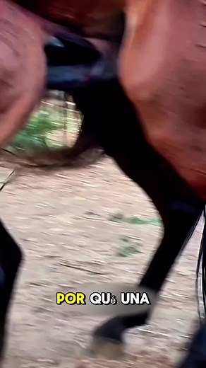 “Why Does a Mare Pee When a Stallion Approaches? 😳🐎#tiktokgrowthchallenge