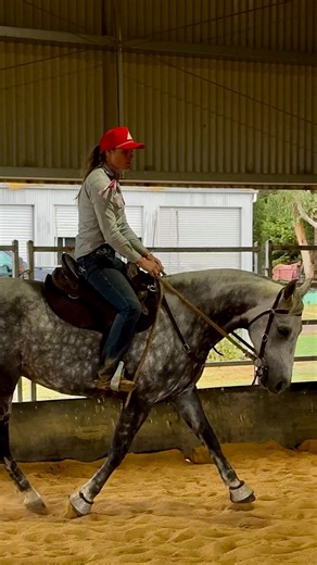 𝑷𝑰𝑵𝑬𝑻𝑶𝑹 𝑺𝑯𝑬𝑹𝑳𝑶𝑪𝑲- 248003 HSH One of my entries into the 2026 Nutrien Classic sale, lot 37. I think very highly of this boy and can’t wait to see what he can do 🙌🏼 Now in the program and exclusively fed TuffRock Australia & Energreen Nutrition #horsetrainer #cowhorse #campdraft #performancehorse #australianstockhorse #teamtuffrock #teamenergreen #everyhorsehorseeverydiscipline #maxisoy #copramax | Sulky Gully Park- Equine services