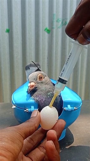 Pigeon Egg Feeding 🥚 #pigeon #healthcare #shorts #treatment
