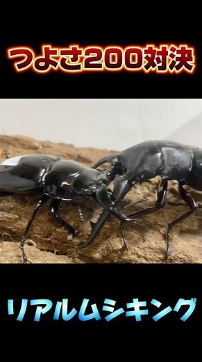 つよさ200対決 ギラファノコギリクワガタVSタランドゥスオオツヤクワガタ #shortvideo #クワガタ